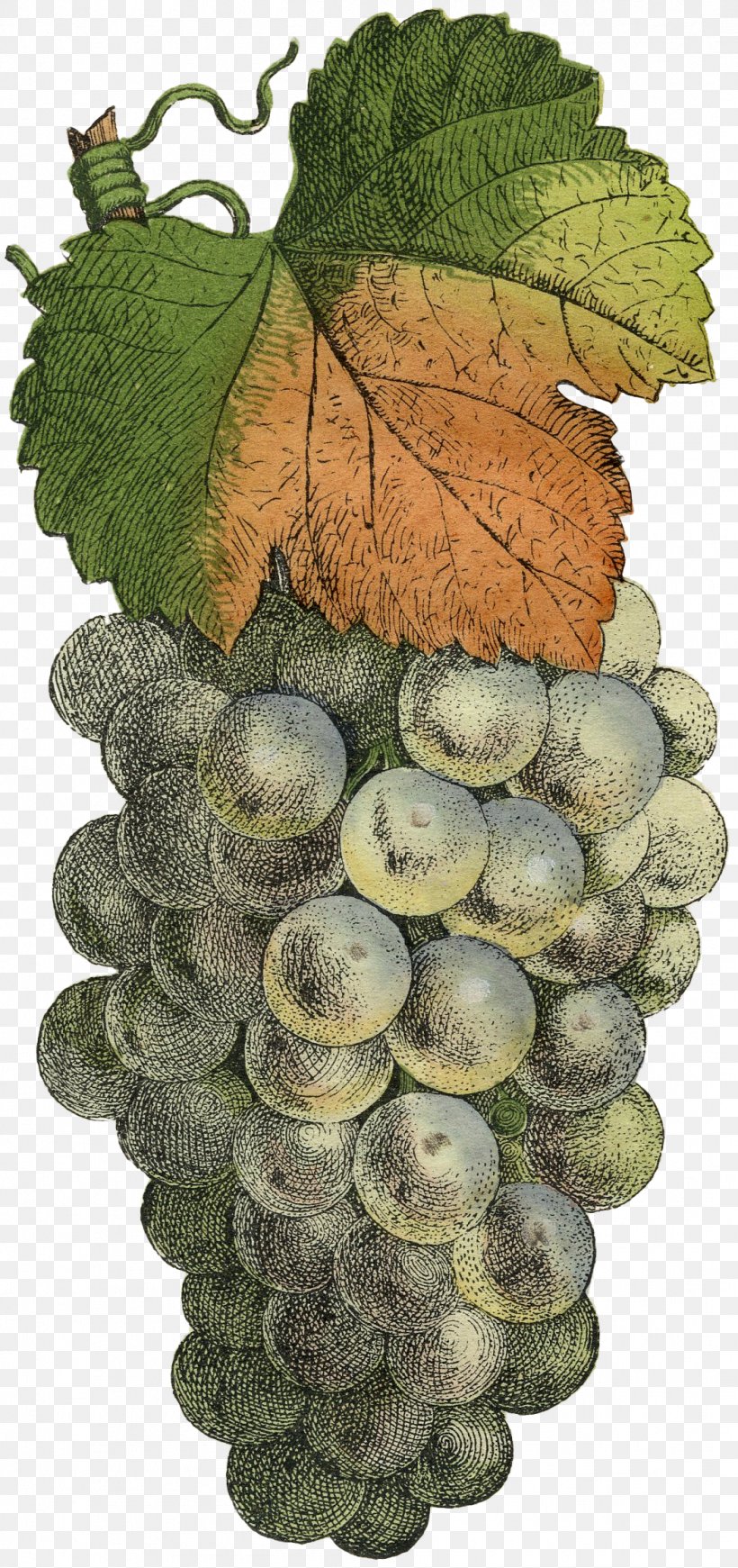 Common Grape Vine Photography Fruit, PNG, 1055x2240px, Grape, Alamy, Art, Berry, Chromolithography Download Free