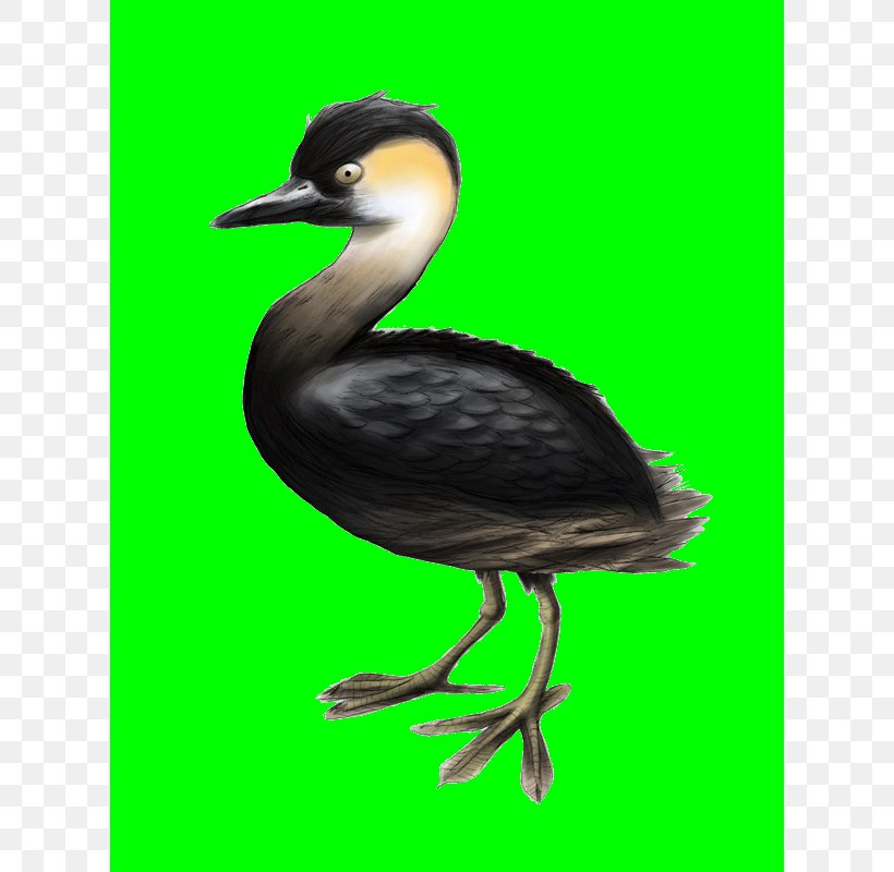 Cormorant Beak Seabird Water Bird, PNG, 618x800px, Cormorant, Beak, Bird, Fauna, Seabird Download Free