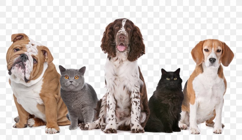 Dog United Kingdom Pet Sitting Cat, PNG, 1600x931px, Dog, Cat, Cat Food, Companion Dog, Dog Breed Download Free