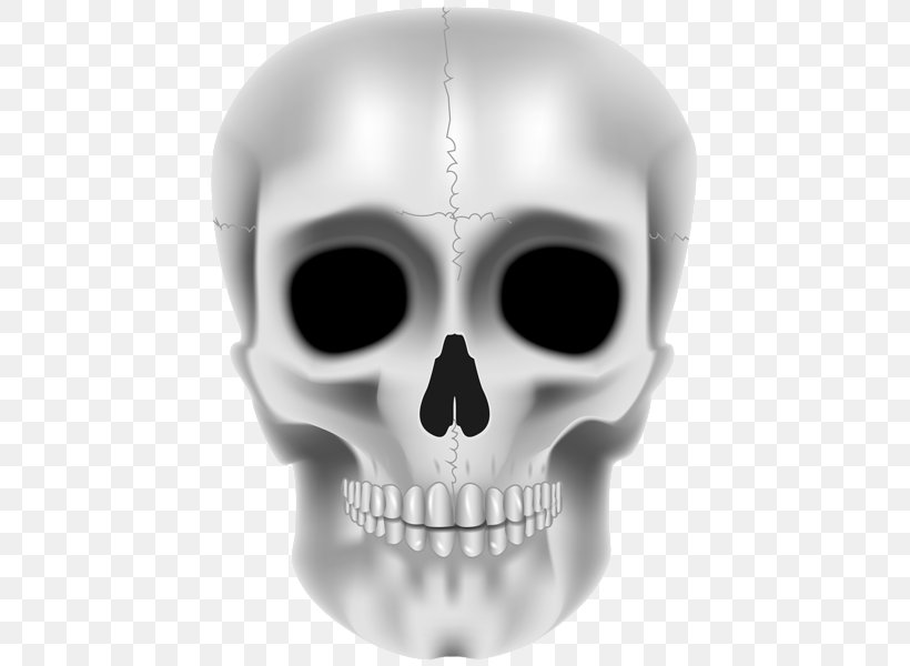 Jaw Skull Skeleton Product Design, PNG, 451x600px, Jaw, Bone, Face, Head, Skeleton Download Free