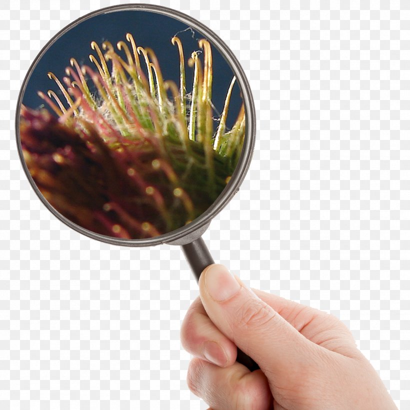 Magnifying Glass Loupe Clip Art, PNG, 1296x1296px, Magnifying Glass, Focus, Glass, Image Resolution, Lens Download Free