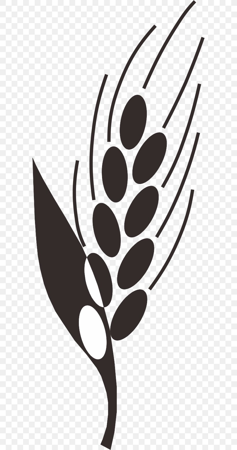 Paddy Field Oryza Sativa Clip Art, PNG, 596x1558px, Paddy Field, Advertising, Agriculture, Barley, Black And White Download Free