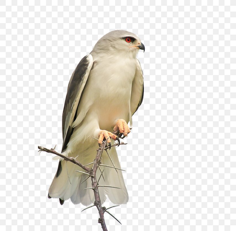 Bird Hawk Eagle Animal, PNG, 555x800px, Bird, Animal, Beak, Bird Of Prey, Black Vulture Download Free