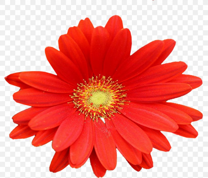 Cut Flowers Petal Dahlia Daisy Family, PNG, 894x768px, Flower, Carnation, Chrysanthemum, Chrysanths, Close Up Download Free