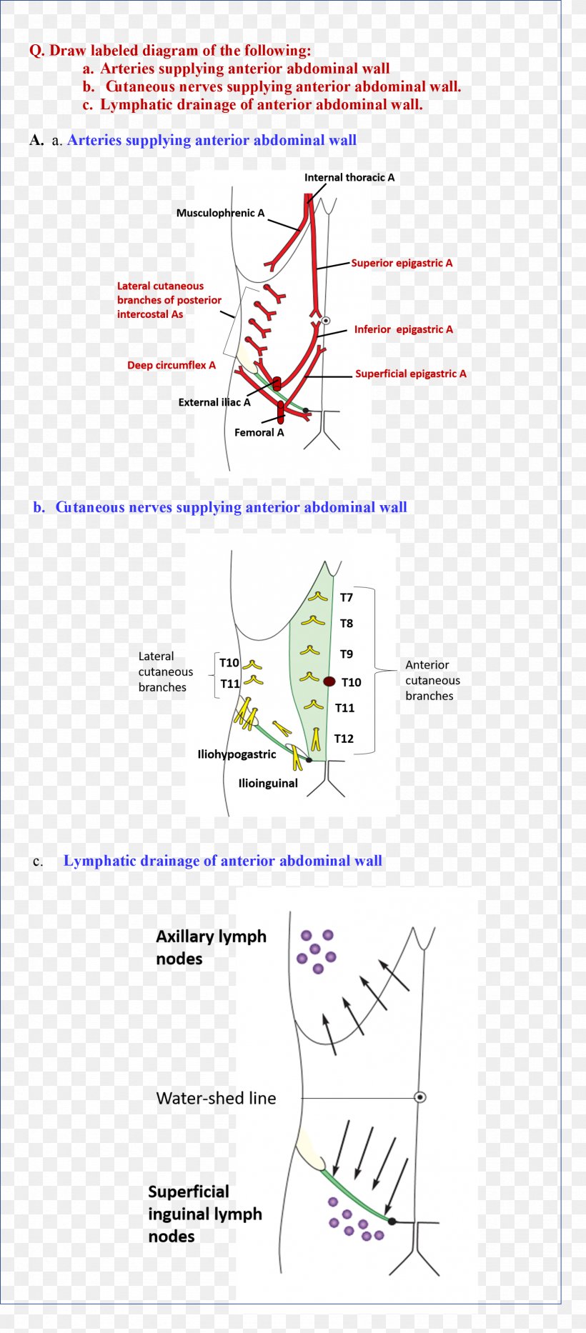Document Line Angle, PNG, 1693x3853px, Document, Area, Diagram, Organism, Paper Download Free