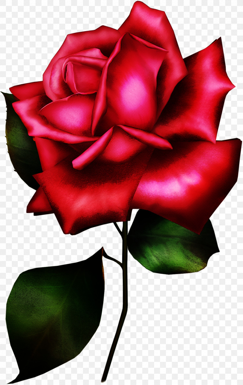 Garden Roses, PNG, 1242x1966px, Garden Roses, Artificial Flower, China Rose, Floribunda, Flower Download Free