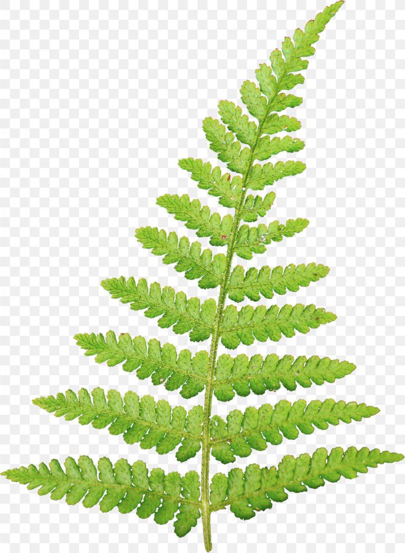 Leaf Information Vascular Plant Clip Art, PNG, 1613x2205px, Leaf, Branch, Collage, Digital Image, Fern Download Free