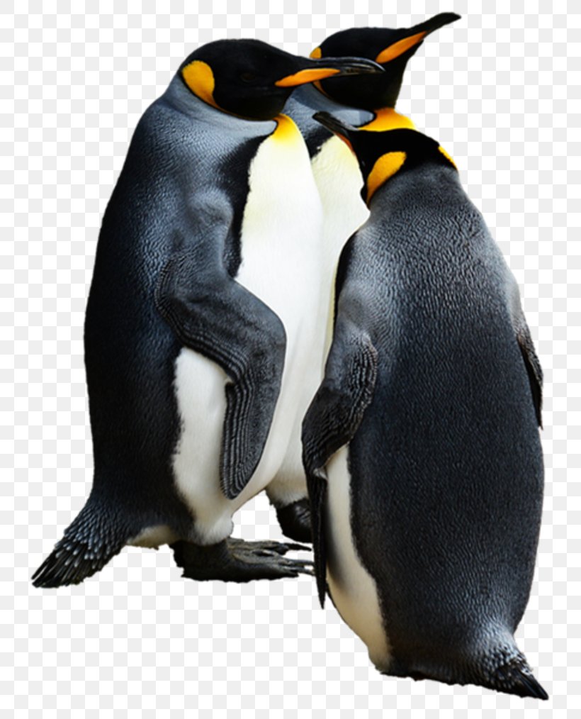 Penguin Download Clip Art, PNG, 800x1014px, Penguin, Beak, Bird, Computer Graphics, Flightless Bird Download Free