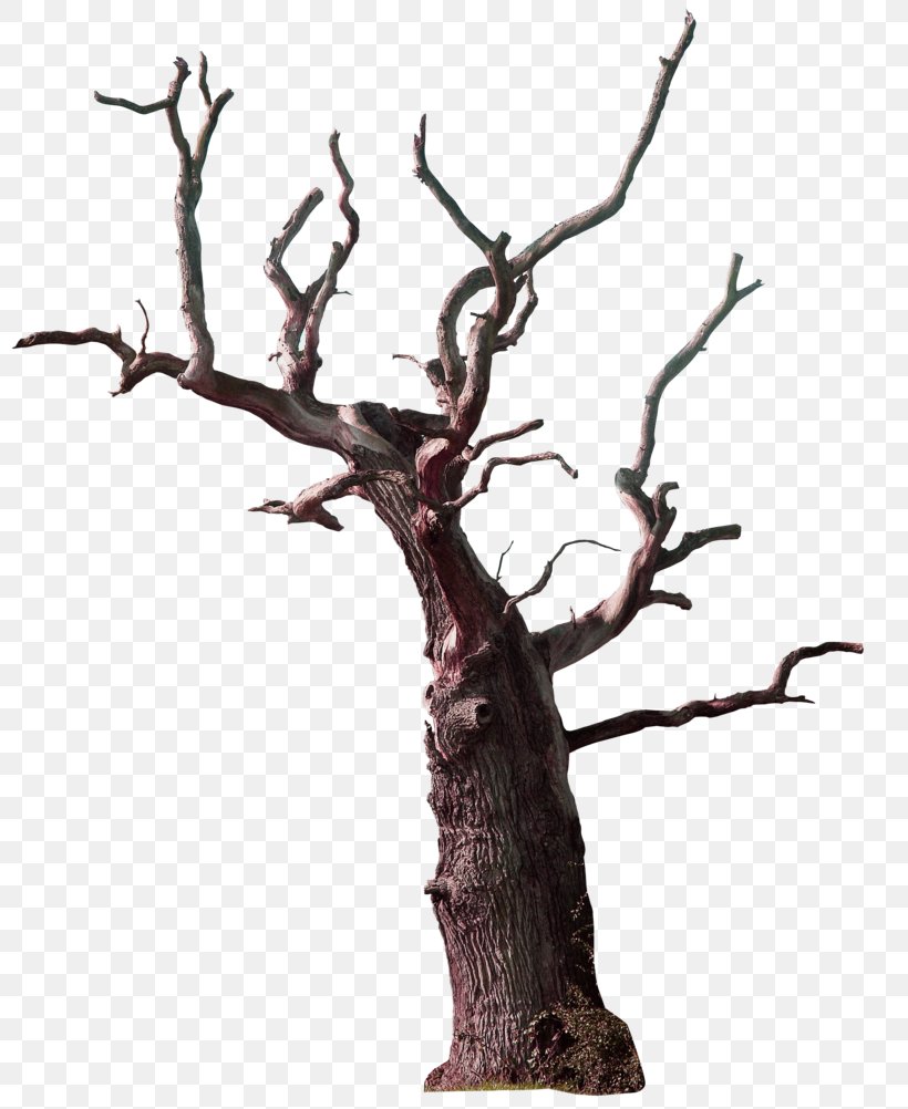 Tree Branch Snag, PNG, 800x1002px, Tree, Antler, Branch, Houseplant, Photo Manipulation Download Free