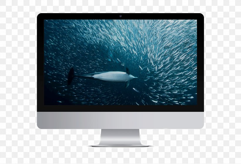 Whale And Dolphin Conservation Society Cetacea Computer Monitors Animal, PNG, 2260x1548px, Dolphin, Animal, Cetacea, Charitable Organization, Computer Monitor Download Free