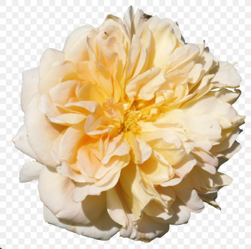 Cabbage Rose Garden Roses Floristry Cut Flowers Peony, PNG, 896x891px, Cabbage Rose, Cut Flowers, Floristry, Flower, Flowering Plant Download Free