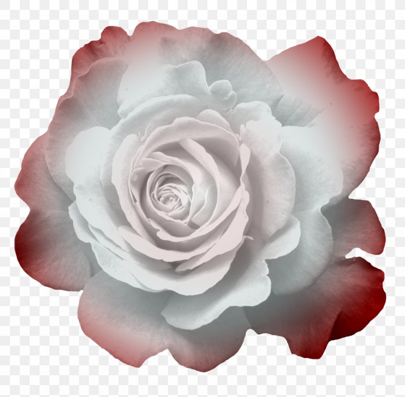 Garden Roses Cabbage Rose Floribunda Flower Petal, PNG, 974x956px, Garden Roses, Artificial Flower, Cabbage Rose, Camellia, Cut Flowers Download Free