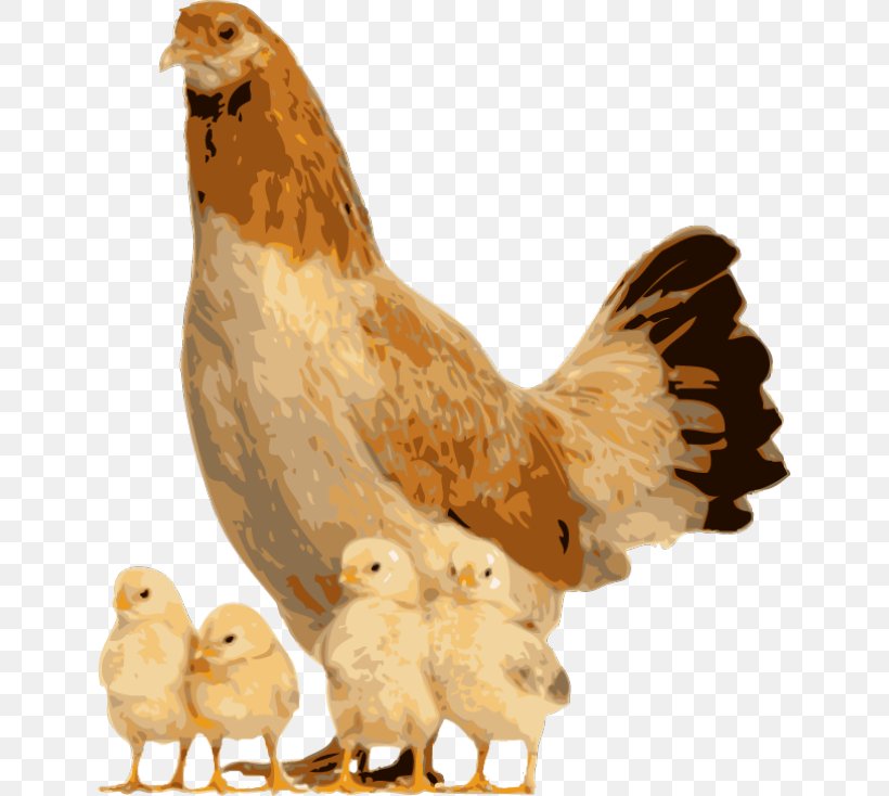 Polish Chicken Houdan Chicken Cattle Stock Photography Livestock, PNG, 639x734px, Polish Chicken, Animal, Beak, Bird, Cattle Download Free