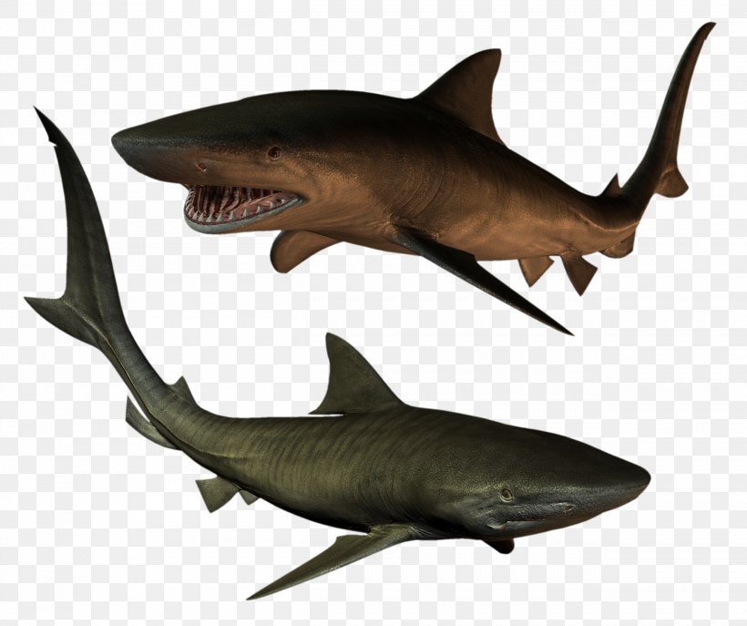 Tiger Shark Fish Clip Art, PNG, 2501x2097px, Shark, Carcharhiniformes, Cartilaginous Fish, Digital Image, Fauna Download Free