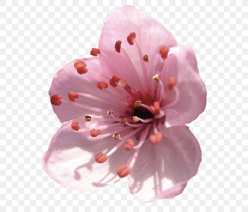 Almond Blossoms Flower Delaware Petal, PNG, 700x700px, Blossom, Almond Blossoms, Bud, Cherry Blossom, Cut Flowers Download Free