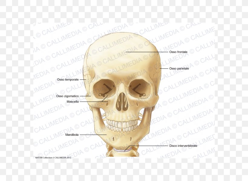 Anatomy Human Skeleton Neck Infraorbital Foramen Bone, PNG, 600x600px, Anatomy, Bone, Ear, Face, Head Download Free