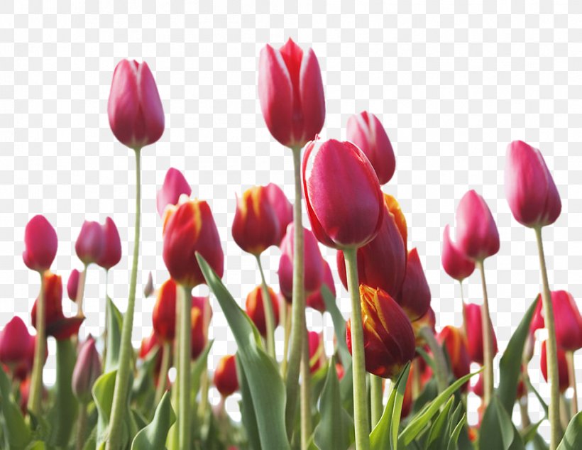 Indira Gandhi Memorial Tulip Garden Pink Flowers, PNG, 956x740px, Indira Gandhi Memorial Tulip Garden, Bud, Bulb, Color, Designer Download Free