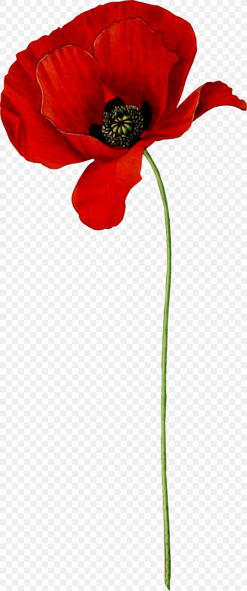 Opium Poppy Flower Common Poppy Clip Art, PNG, 995x2376px, Poppy, Armistice Day, Common Poppy, Coquelicot, Cut Flowers Download Free