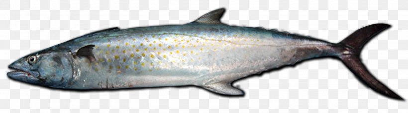 Speckle Park Oily Fish Angus Cattle Animal, PNG, 2865x800px, Fish, Angus Cattle, Animal, Animal Figure, Atlantic Spanish Mackerel Download Free