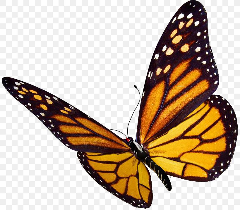 The Monarch Butterfly: International Traveler Clip Art Insect, PNG, 809x718px, Monarch Butterfly, Arthropod, Brushfooted Butterflies, Brushfooted Butterfly, Butterflies Download Free
