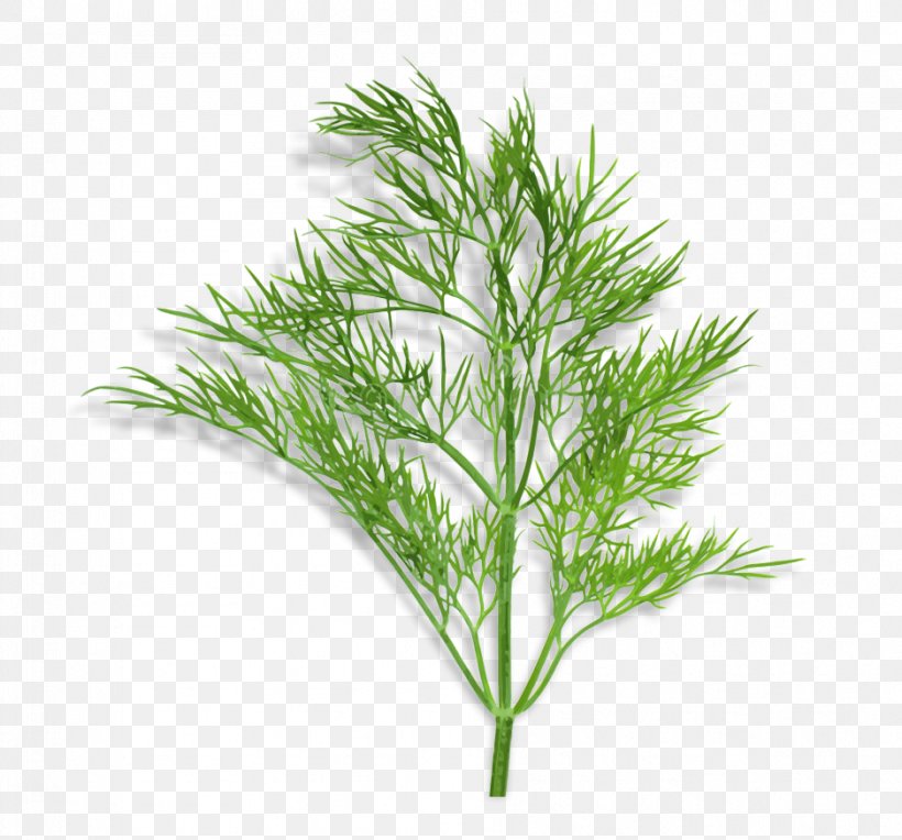 White Pine Grass Plant Leaf Red Pine, PNG, 938x874px, White Pine, American Larch, Grass, Grass Family, Leaf Download Free