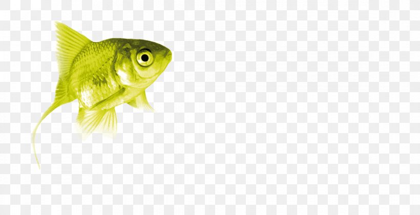 Bony Fishes Fin Green Close-up, PNG, 1170x600px, Bony Fishes, Banner, Bony Fish, Closeup, Fauna Download Free