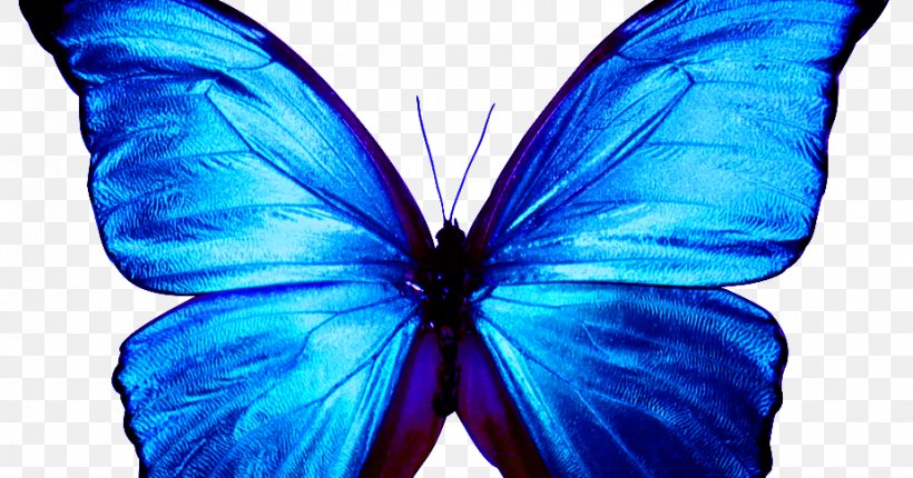 Butterfly Papillon Dog Menelaus Blue Morpho, PNG, 925x486px, Butterfly, Blue, Brush Footed Butterfly, Butterflies And Moths, Cobalt Blue Download Free