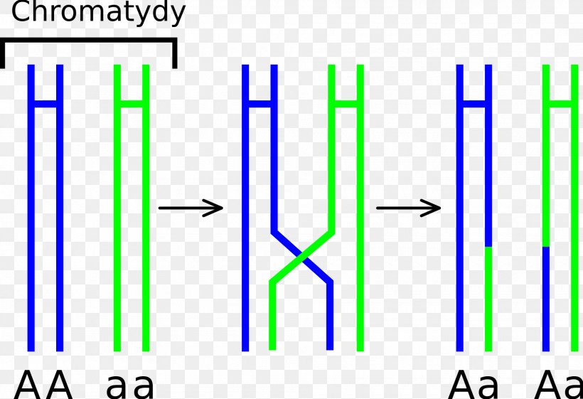 Chromosomal Crossover Meiosis Chromosome Prophase Genetics, PNG, 1920x1315px, Chromosomal Crossover, Area, Autosome, Biology, Blue Download Free