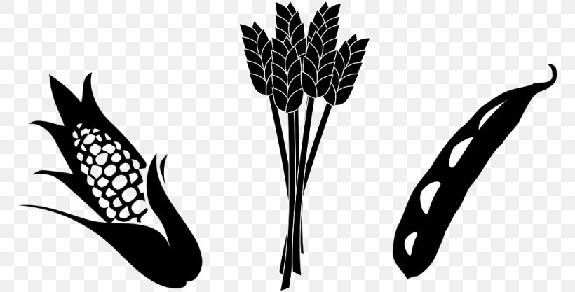 Crop Agriculture Maize Soybean Clip Art, PNG, 768x417px, Crop, Agriculture, Black And White, Cereal, Corn Kernel Download Free