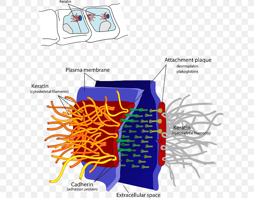 Desmosome Cell Junction Cadherin Cell Biology, PNG, 623x640px, Watercolor, Cartoon, Flower, Frame, Heart Download Free