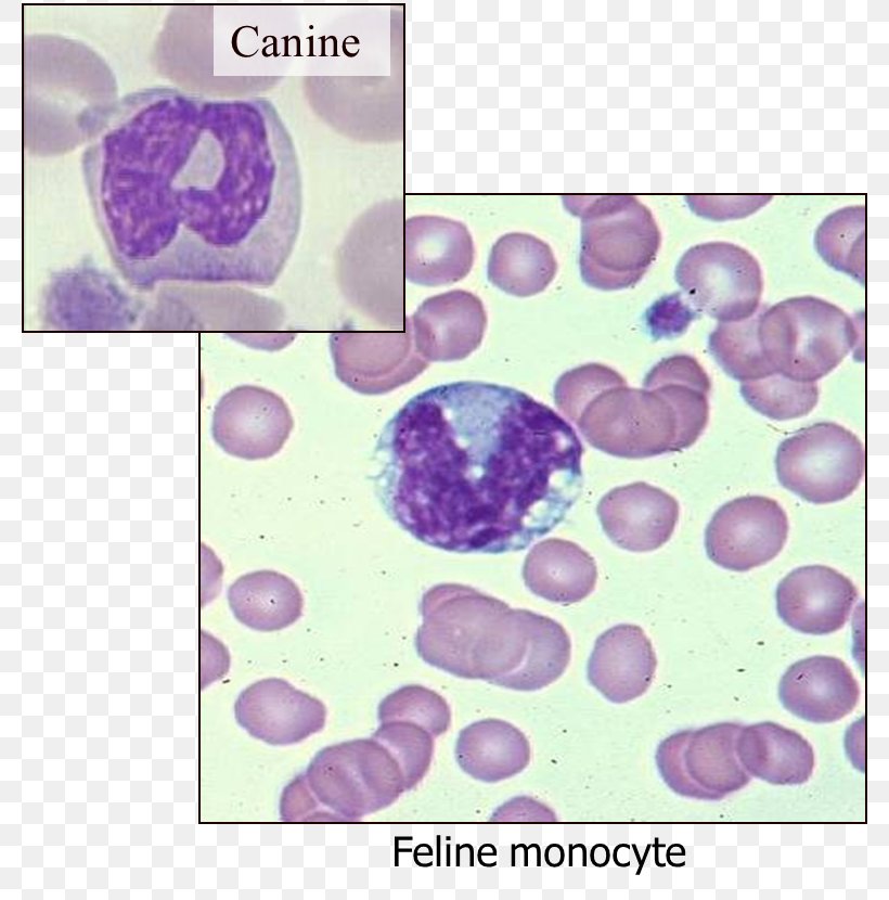 Monocyte Hematology Monocytosis Blood Dog, PNG, 780x830px, Monocyte, Blood, Cancer, Cat, Dog Download Free