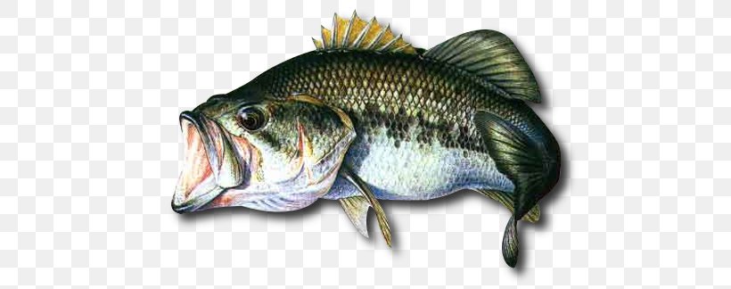 Northern Pike Largemouth Bass Recreational Fishing Fishing Baits & Lures, PNG, 580x324px, Northern Pike, Barramundi, Bass, Bony Fish, Carp Download Free
