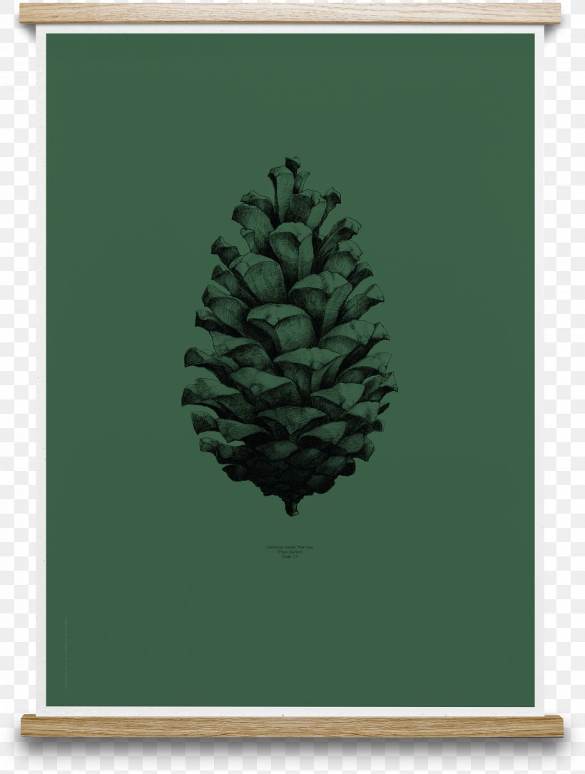 Paper Pine Conifer Cone Posterdesign Drawing, PNG, 2772x3671px, Paper, Ballpoint Pen, Cone, Conifer, Conifer Cone Download Free