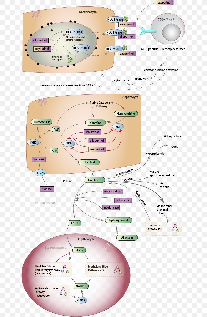 Uric Acid Gout Urate Oxidase Pharmaceutical Drug Allantoin, PNG, 650x1255px, Uric Acid, Acid, Allantoin, Allopurinol, Diagram Download Free