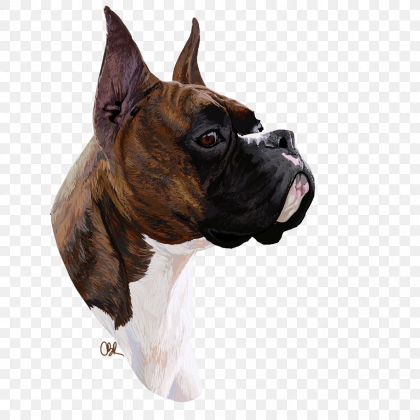 Boxer Dog Breed Valley Bulldog Boston Terrier Toy Bulldog, PNG, 894x894px, Boxer, Boston, Boston Terrier, Boxing, Breed Download Free