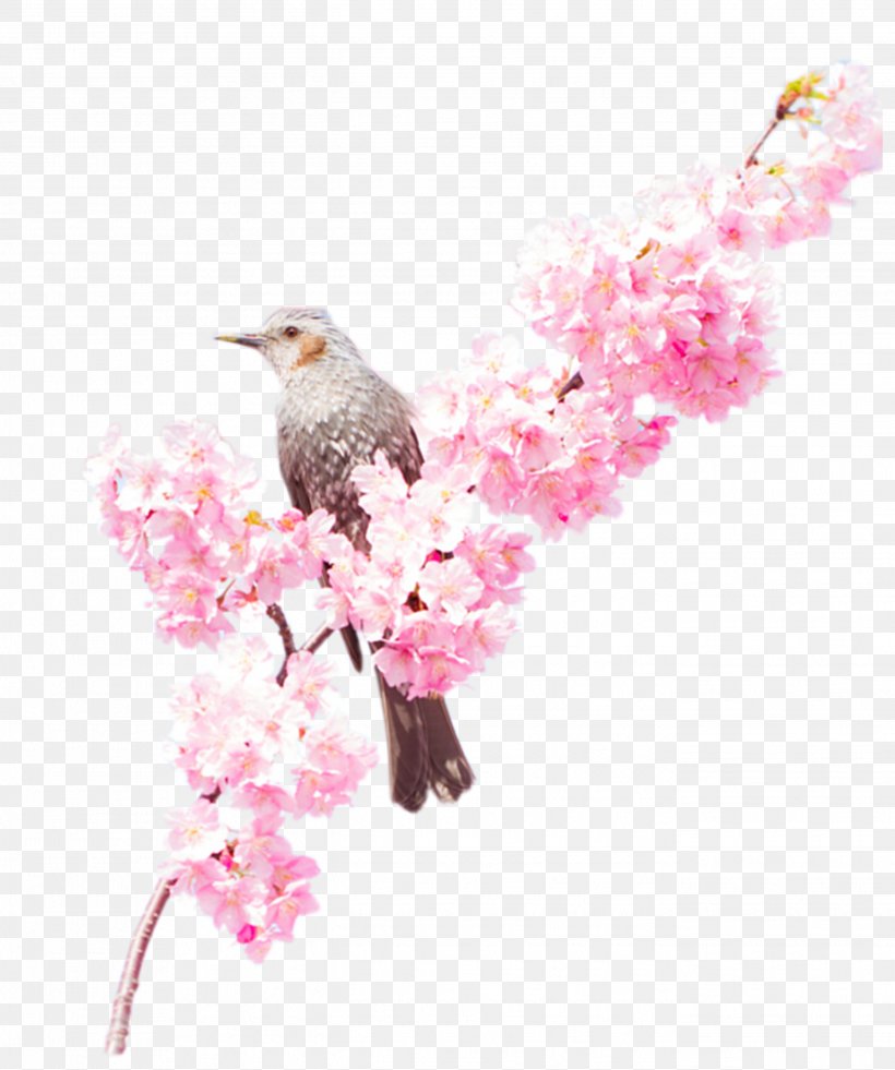 Download, PNG, 2688x3216px, Peach, Beak, Bird, Blossom, Branch Download Free