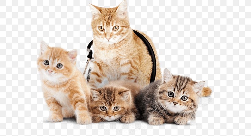 Kitten Dog Veterinarian Felidae British Shorthair, PNG, 581x443px, Kitten, American Shorthair, Animal Welfare, Asian, Breed Download Free