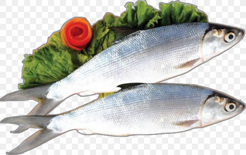 Milkfish Food Bandeng Presto Salmon, PNG, 1024x648px, Milkfish, Anchovy, Animal Source Foods, Capelin, Cuisine Download Free