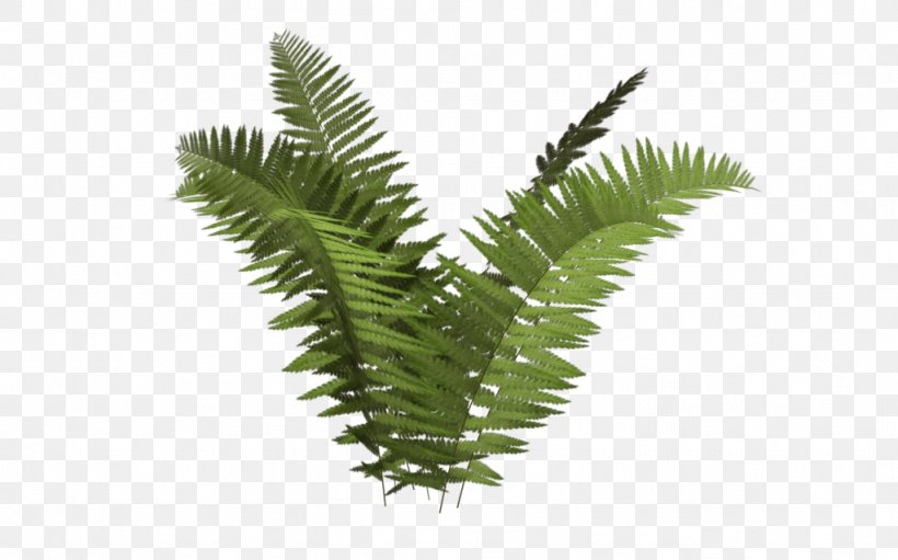 Ostrich Fern Plant Tree Fern Ecology, PNG, 1024x639px, Fern, Equisetum, Fern Ecology, Ferns And Horsetails, Green Download Free