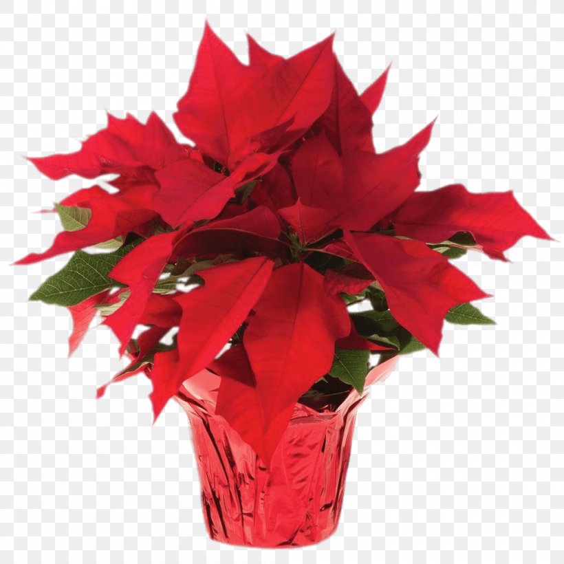 Poinsettia Flower Christmas Plants, PNG, 1000x1000px, Poinsettia, Artificial Flower, Bract, Christmas, Christmas Plants Download Free