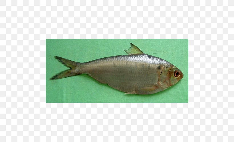 Sardine Fish Products Milkfish Oily Fish Herring, PNG, 500x500px, Sardine, Animal Source Foods, Biology, Bony Fish, Fauna Download Free