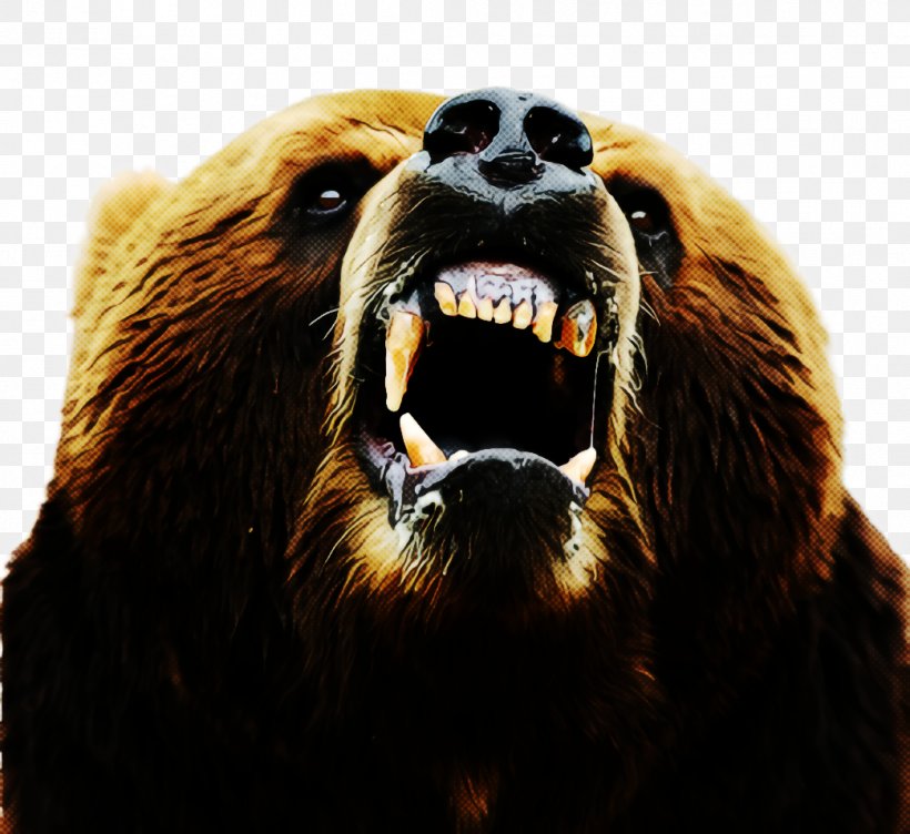 Grizzly Bear Snout Bear Brown Bear Wildlife, PNG, 1044x958px, Grizzly Bear, Adaptation, Bear, Brown Bear, Fur Download Free