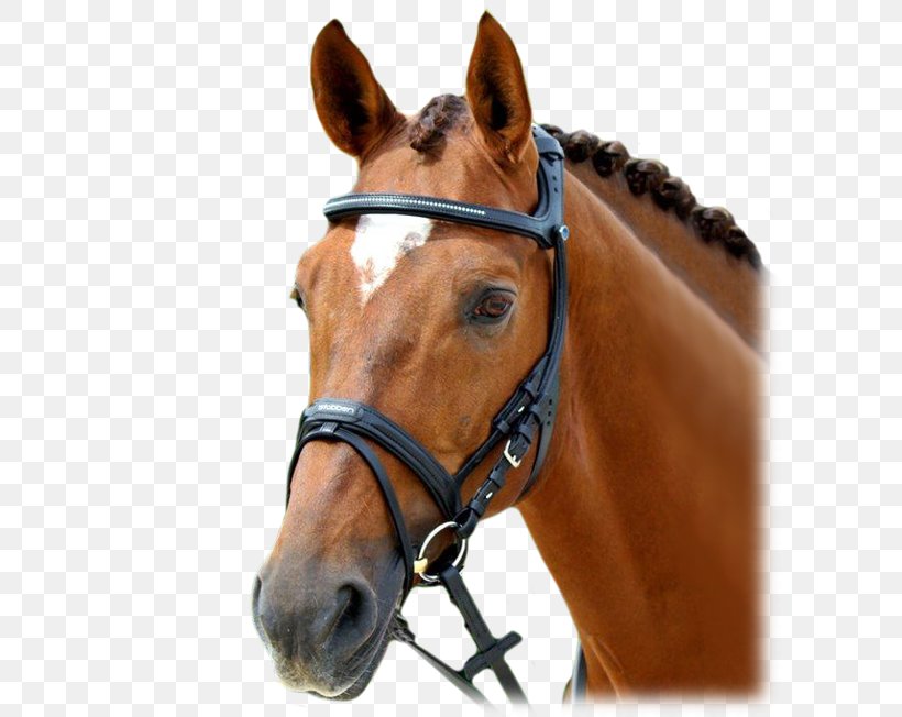 Horse Bridle Filet Equestrian Stubben North America, PNG, 600x652px, Horse, Anatomy, Bit, Bridle, Dressage Download Free