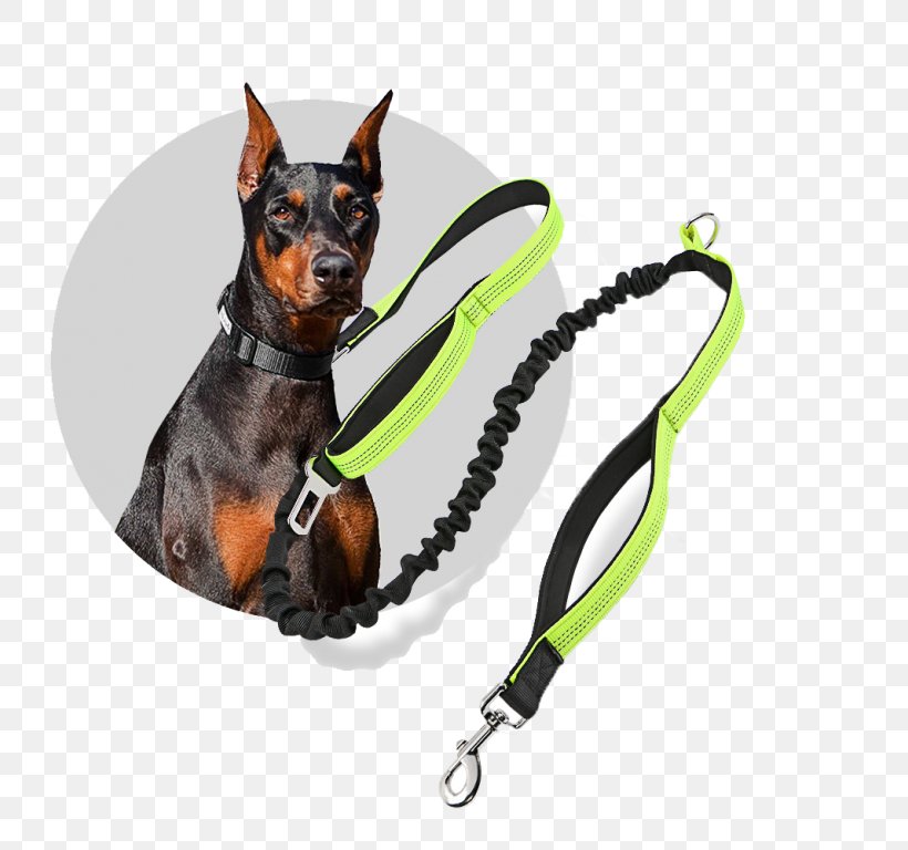 Miniature Pinscher Leash Prague Ratter German Pinscher Dog Collar, PNG, 768x768px, Miniature Pinscher, Breed, Carnivoran, City, Collar Download Free