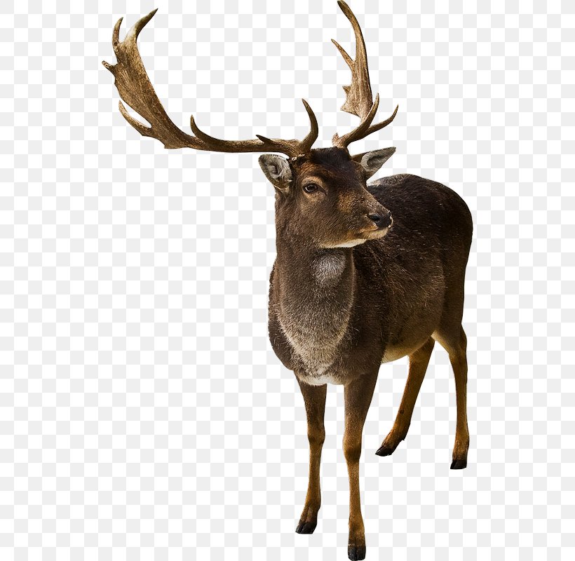 White-tailed Deer, PNG, 530x800px, Deer, Antler, Bmp File Format, Elk, Fauna Download Free