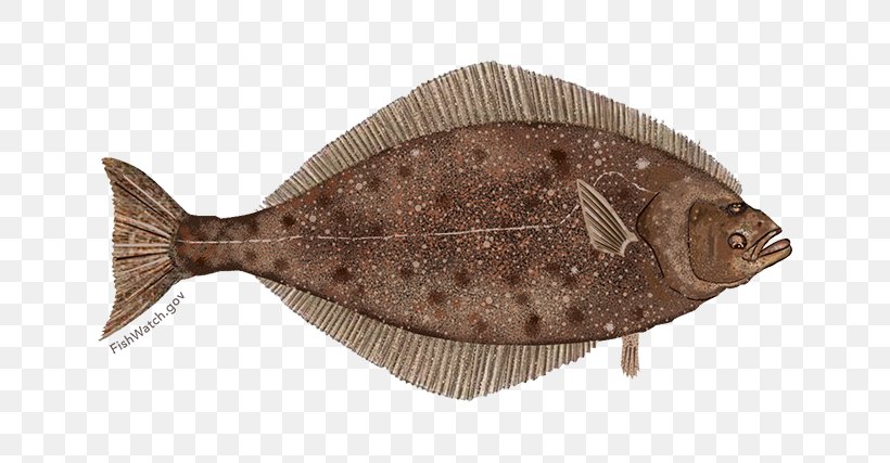 Pacific Halibut Flatfish Sole, PNG, 640x427px, Pacific Halibut, Alaska Pollock, Bonyfish, California Halibut, Dabs Download Free
