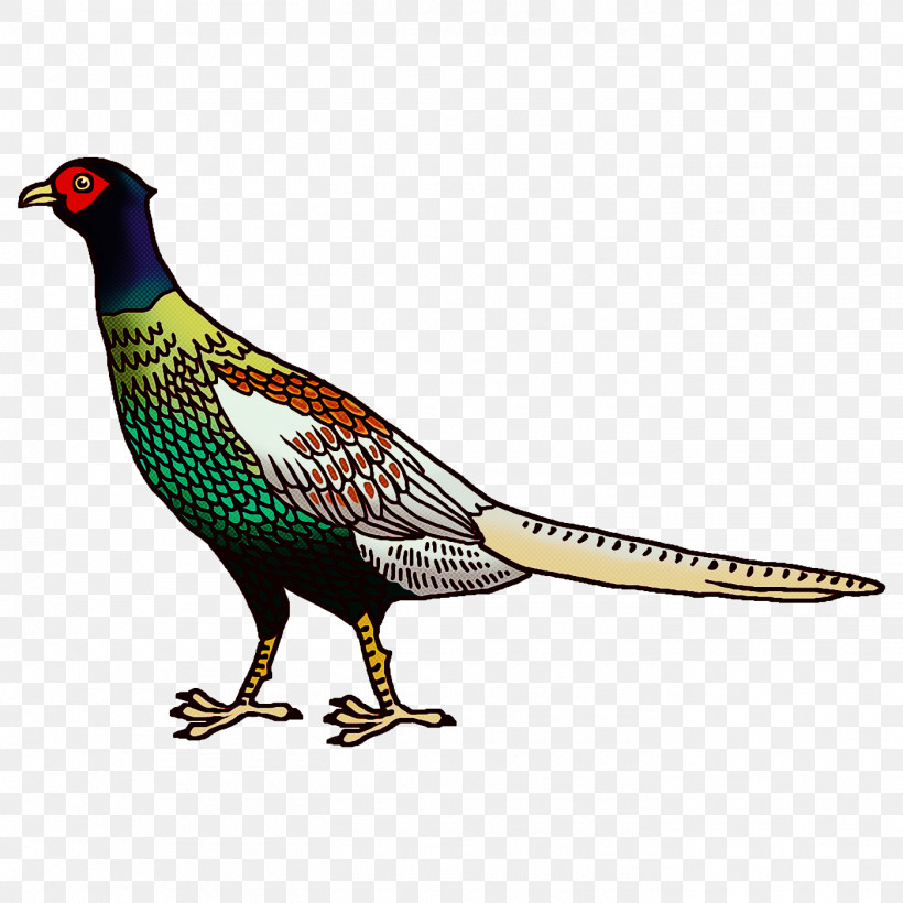Cartoon Bird, PNG, 1400x1400px, Cartoon, Beak, Cartoon Bird, Chicken, Feather Download Free