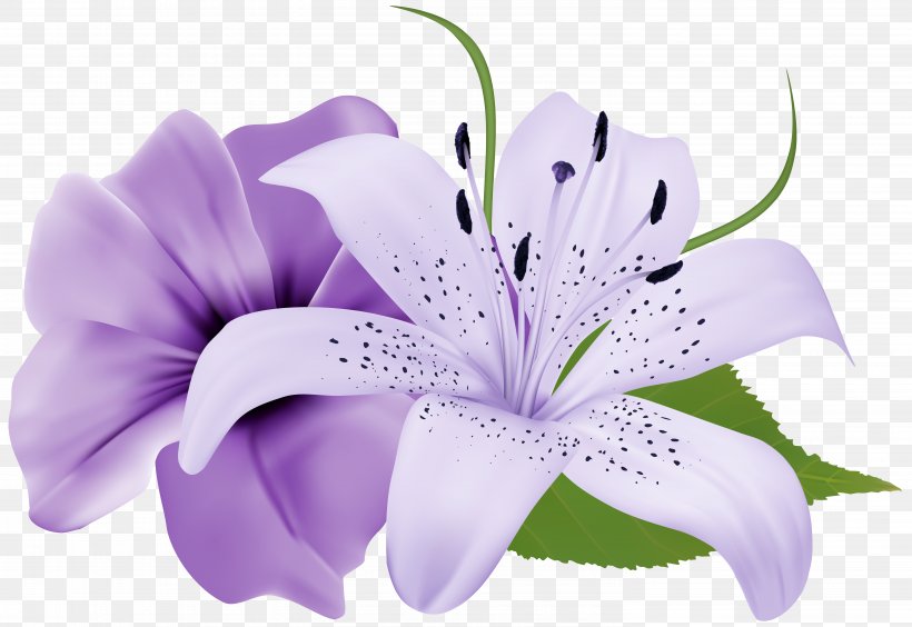 Flower Purple Lavender Clip Art, PNG, 5964x4103px, Flower, Color, Flowering Plant, Lavender, Lilac Download Free