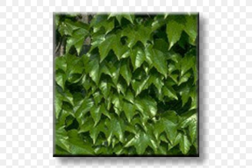 Ivy Parthenocissus Tricuspidata Virginia Creeper Vine Wall, PNG, 600x548px, Ivy, Evergreen, Garden, Gazebo, Grapevines Download Free