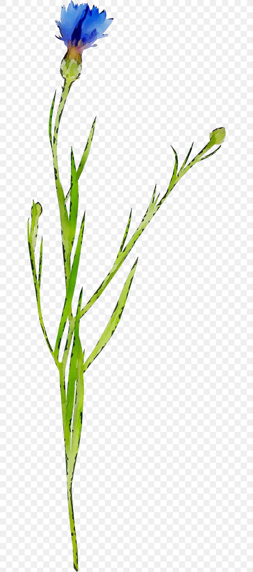 Twig Leaf Greens Bud Plant Stem, PNG, 642x1854px, Twig, Botany, Bud, Cut Flowers, Elymus Repens Download Free